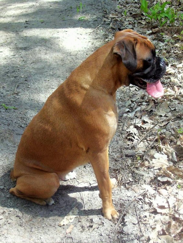 Photo de Boxer