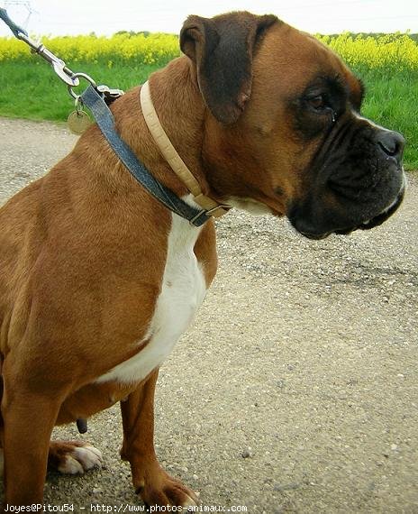 Photo de Boxer