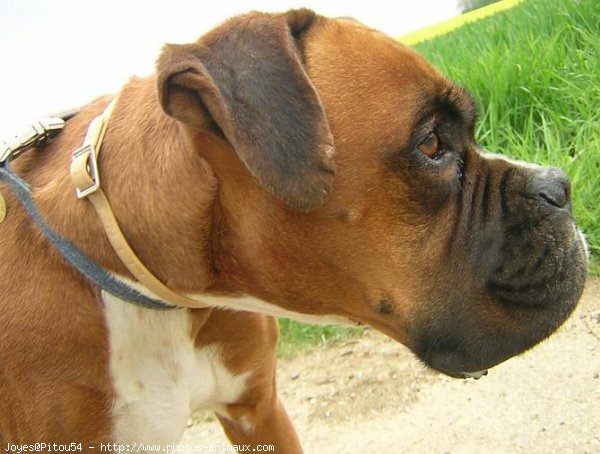 Photo de Boxer