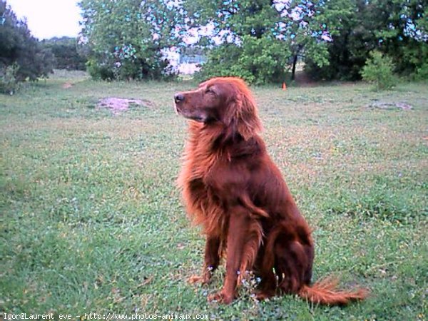 Photo de Setter irlandais rouge