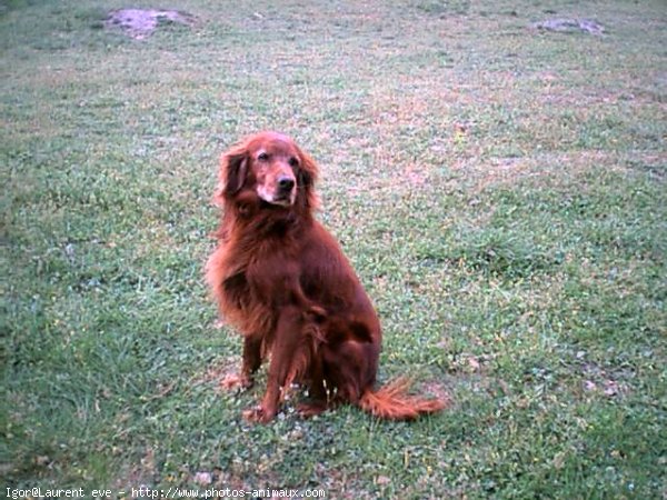 Photo de Setter irlandais rouge