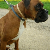 Photo de Boxer