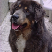 Photo de Dogue du tibet