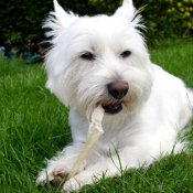 Photo de West highland white terrier