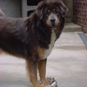 Photo de Dogue du tibet