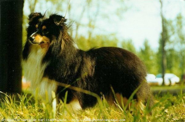 Photo de Chien de berger des shetland