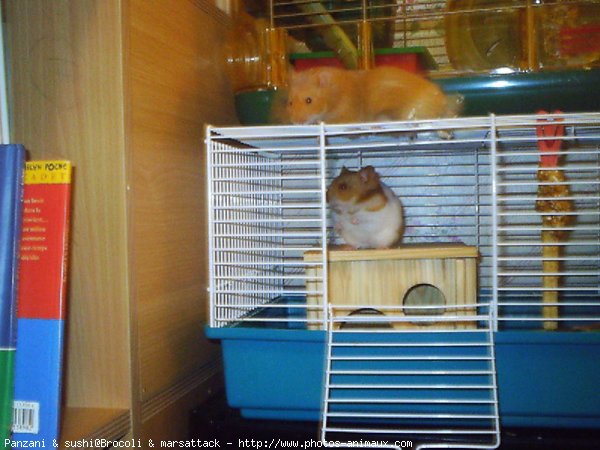 Photo de Hamster