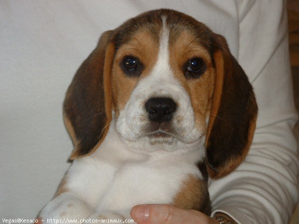 Photo de Beagle