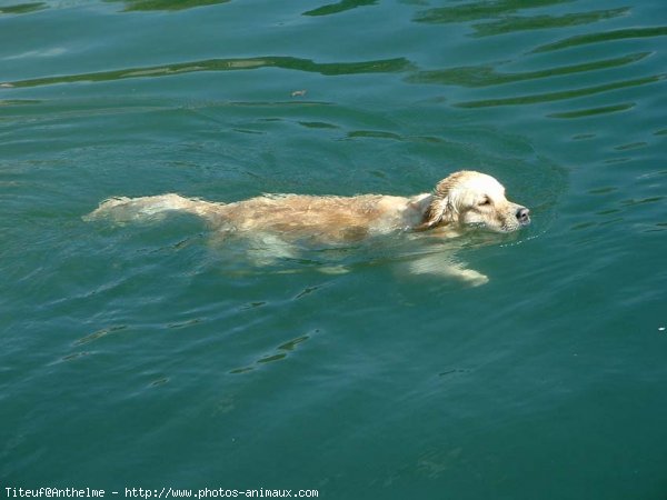 Photo de Golden retriever