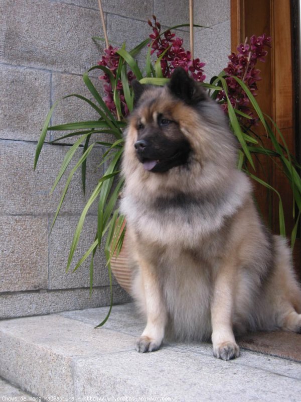 Photo d'Eurasier