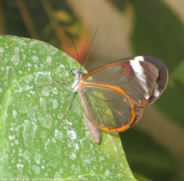 Photo de Papillon