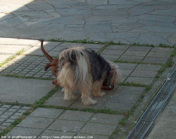 Photo de Races diffrentes