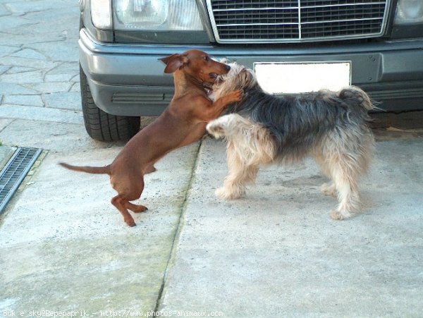 Photo de Races diffrentes