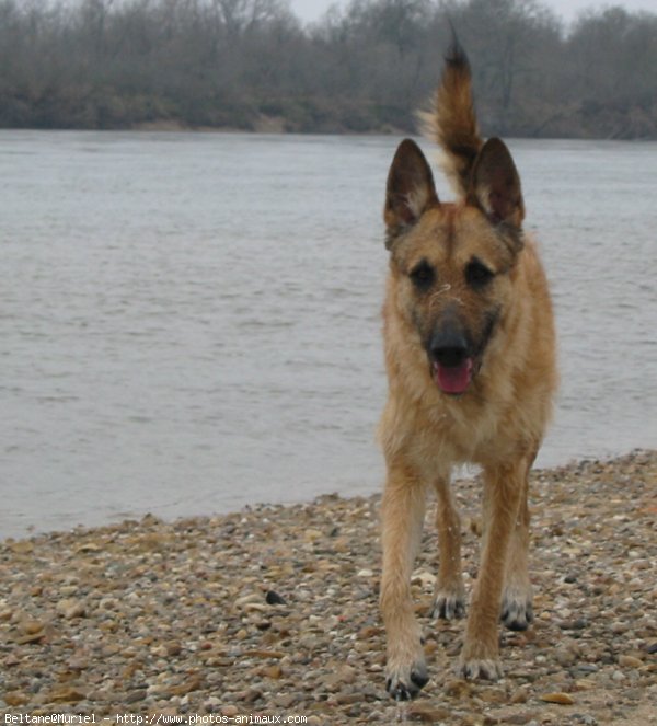 Photo de Berger belge laekenois