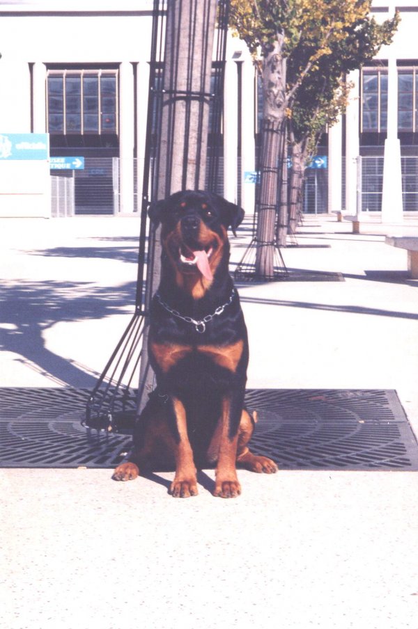 Photo de Rottweiler