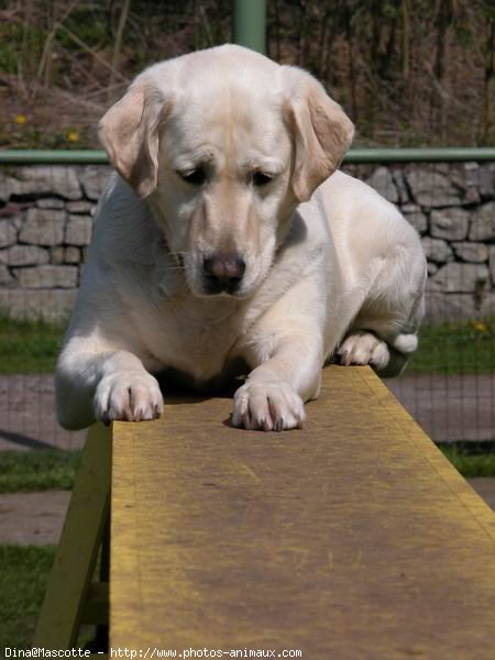 Photo de Labrador retriever