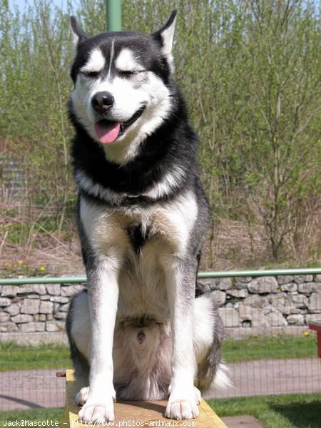 Photo de Husky siberien