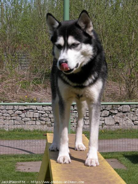 Photo de Husky siberien