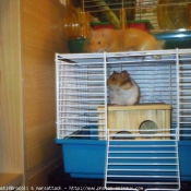 Photo de Hamster