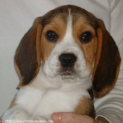 Photo de Beagle