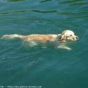 Photo de Golden retriever