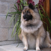 Photo d'Eurasier