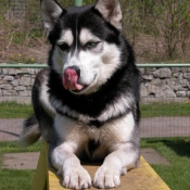 Photo de Husky siberien