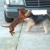 Photo de Races diffrentes