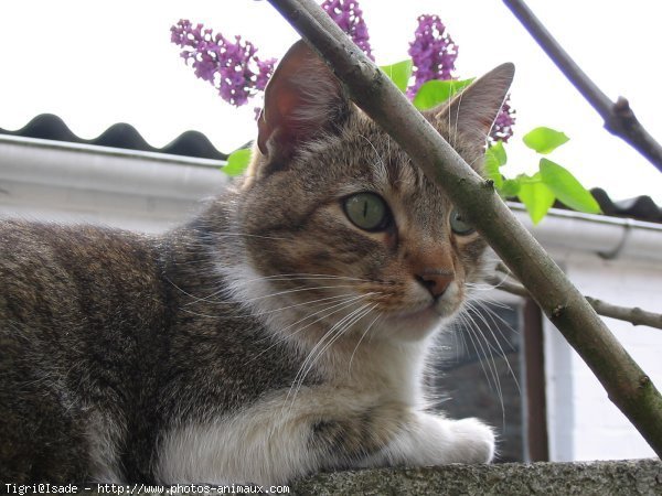 Photo de Chat domestique