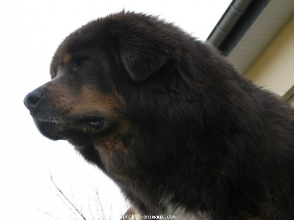 Photo de Dogue du tibet