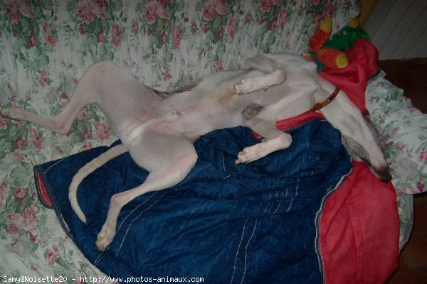 Photo de Whippet