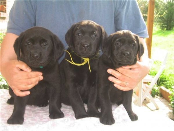 Photo de Labrador retriever