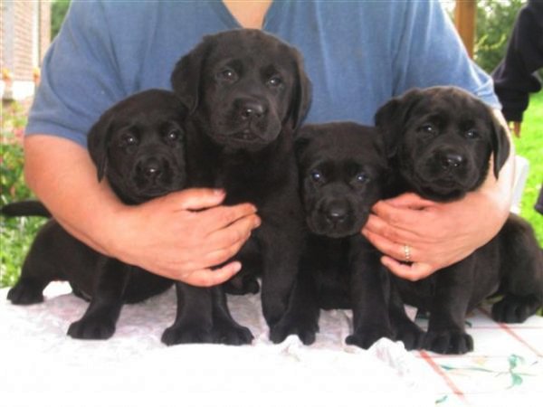 Photo de Labrador retriever