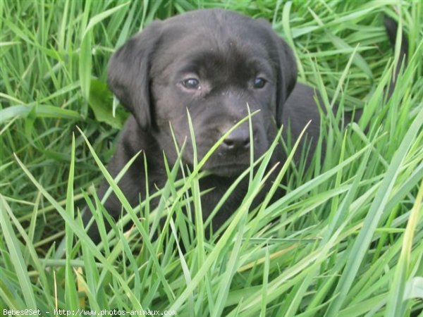 Photo de Labrador retriever