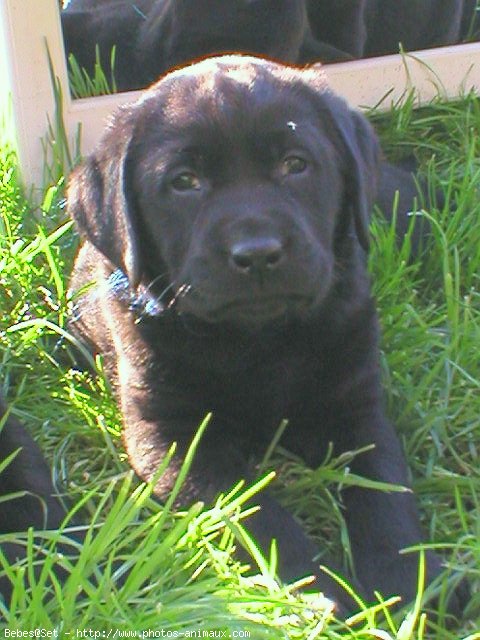 Photo de Labrador retriever