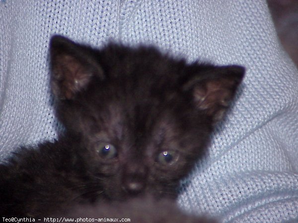 Photo de Chat domestique