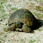 Photo de Tortue