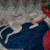 Photo de Whippet