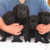 Photo de Labrador retriever