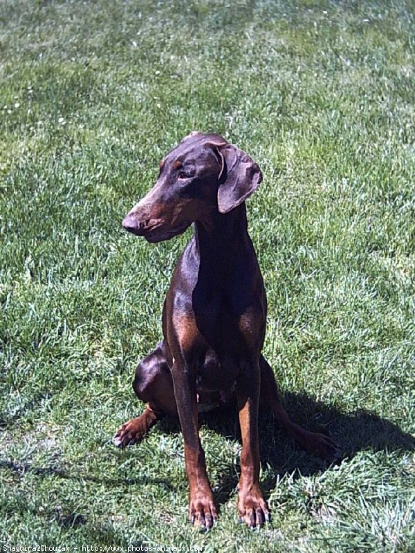 Photo de Dobermann