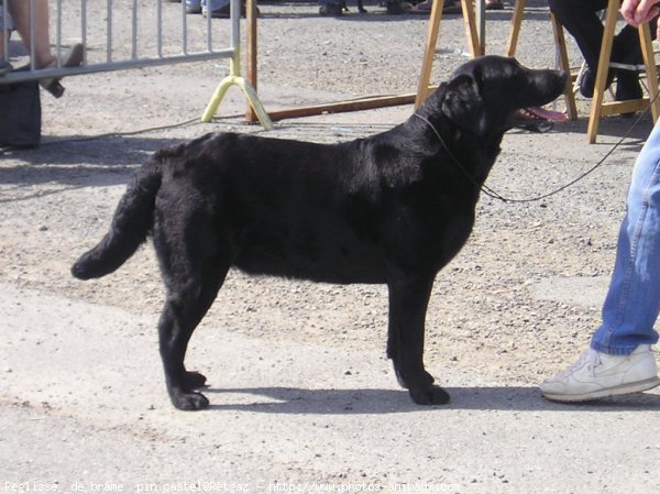 Photo de Labrador retriever