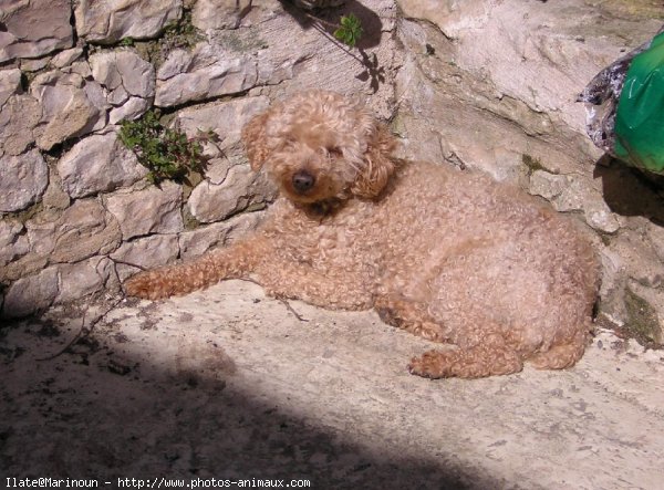 Photo de Caniche moyen