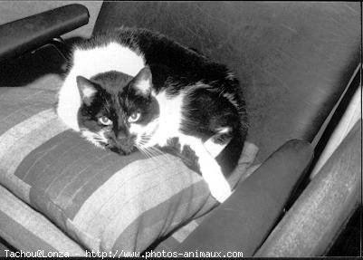 Photo de Chat domestique