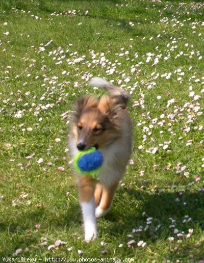 Photo de Chien de berger des shetland