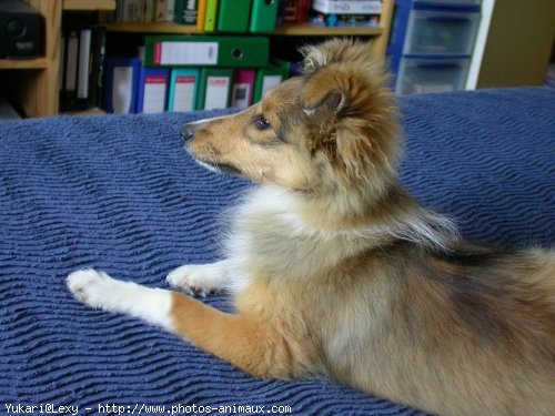 Photo de Chien de berger des shetland