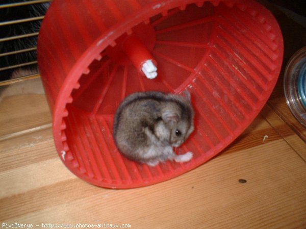 Photo de Hamster