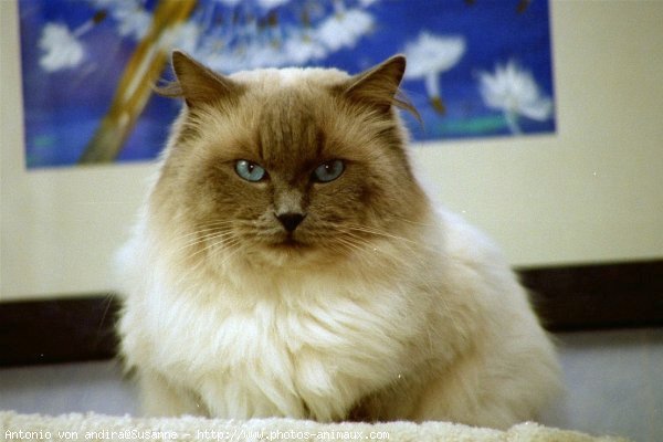 Photo de Ragdoll