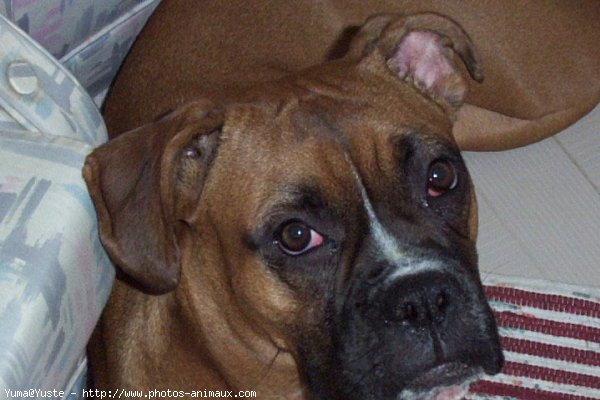 Photo de Boxer