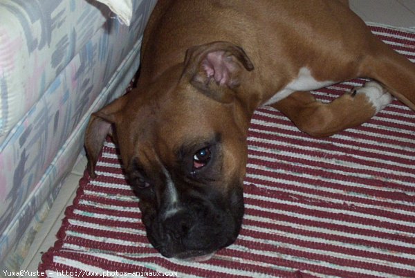 Photo de Boxer