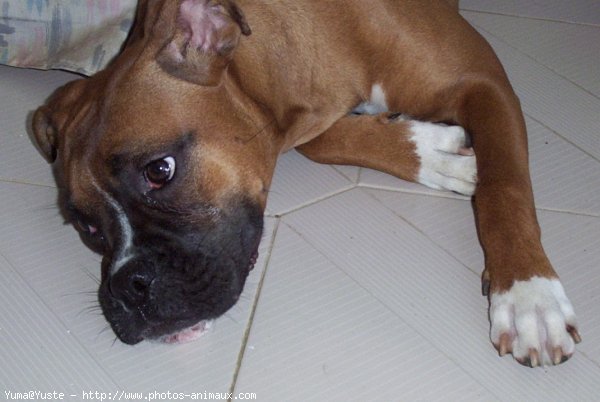 Photo de Boxer